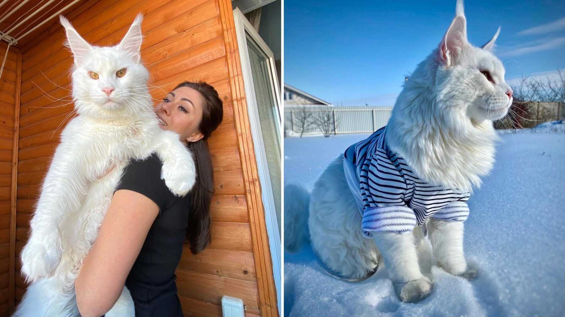 largest cat in the world