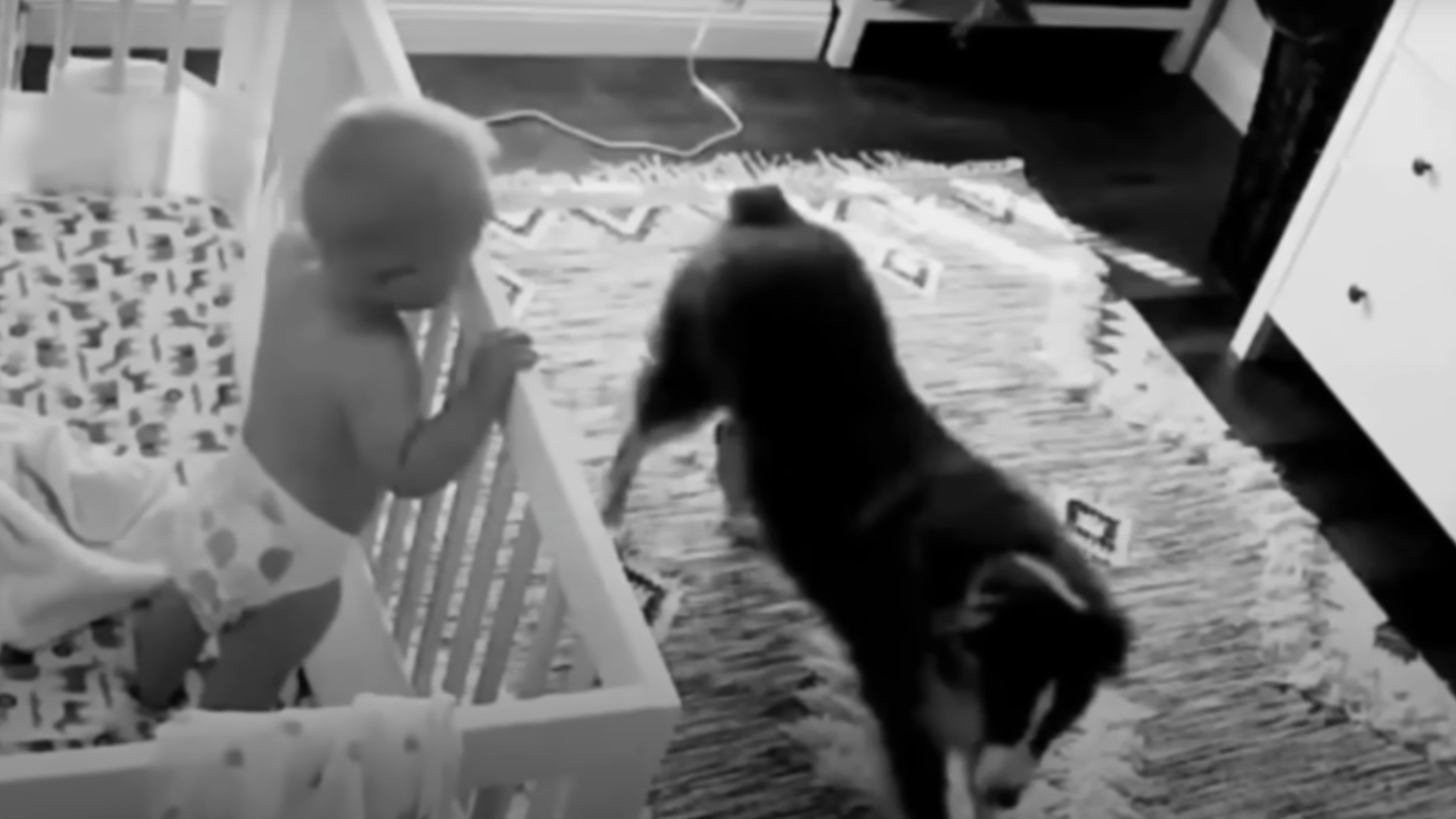 Camera Captures A Dog Being The Perfect Nighttime Nanny