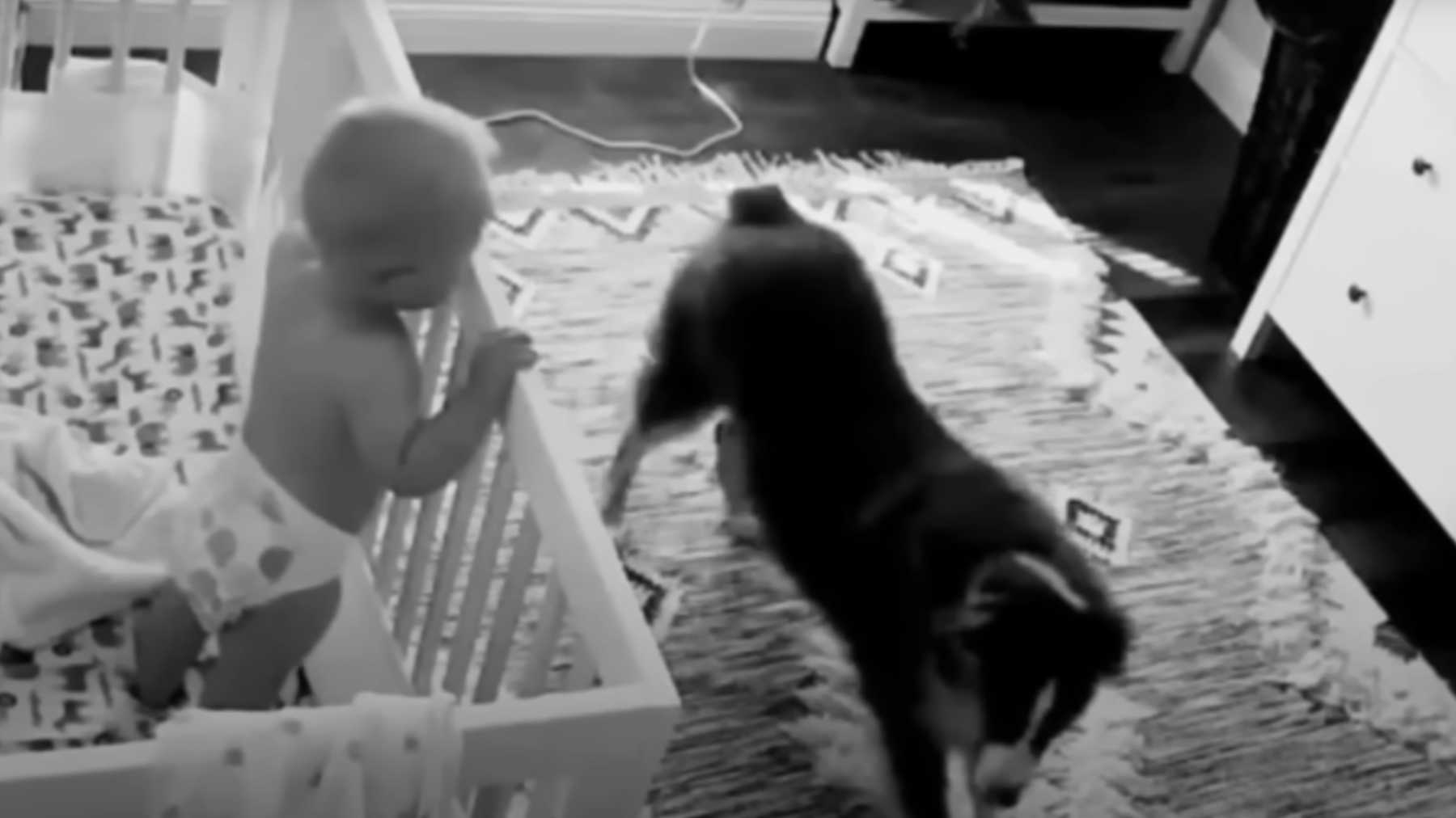 Camera Captures A Dog Being The Perfect Nighttime Nanny | LittleThings.com