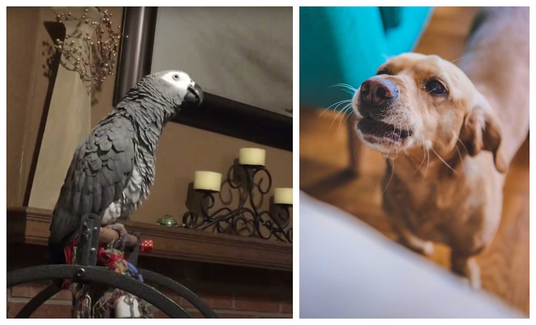 Frustrated Parrot Tells Family Dogs To Stop Barking LittleThings frustrated-parrot-tells-family-dogs-to-stop-barking-littlethings