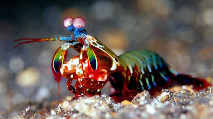 colorful sea creatures