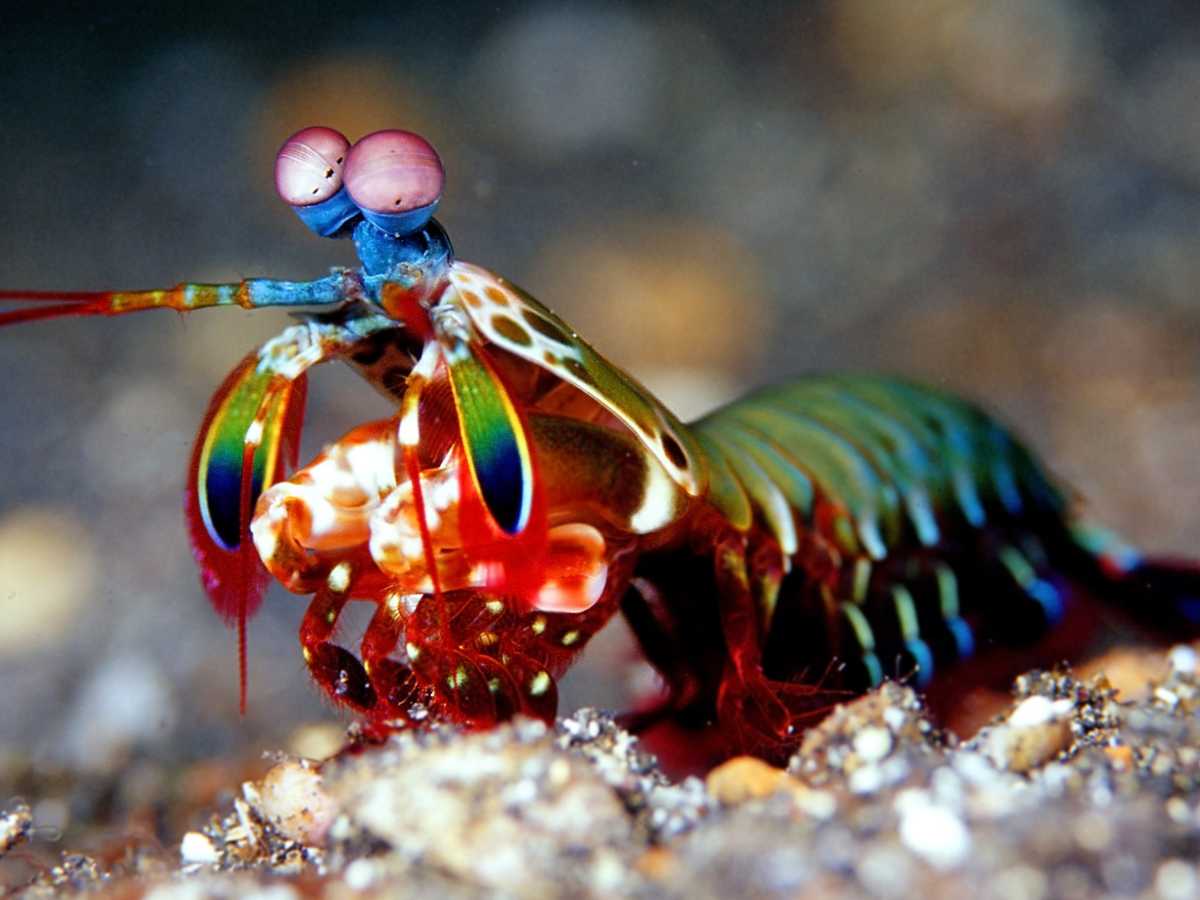 34 Beautiful And Rare Sea Animals That Are Out Of This World |  