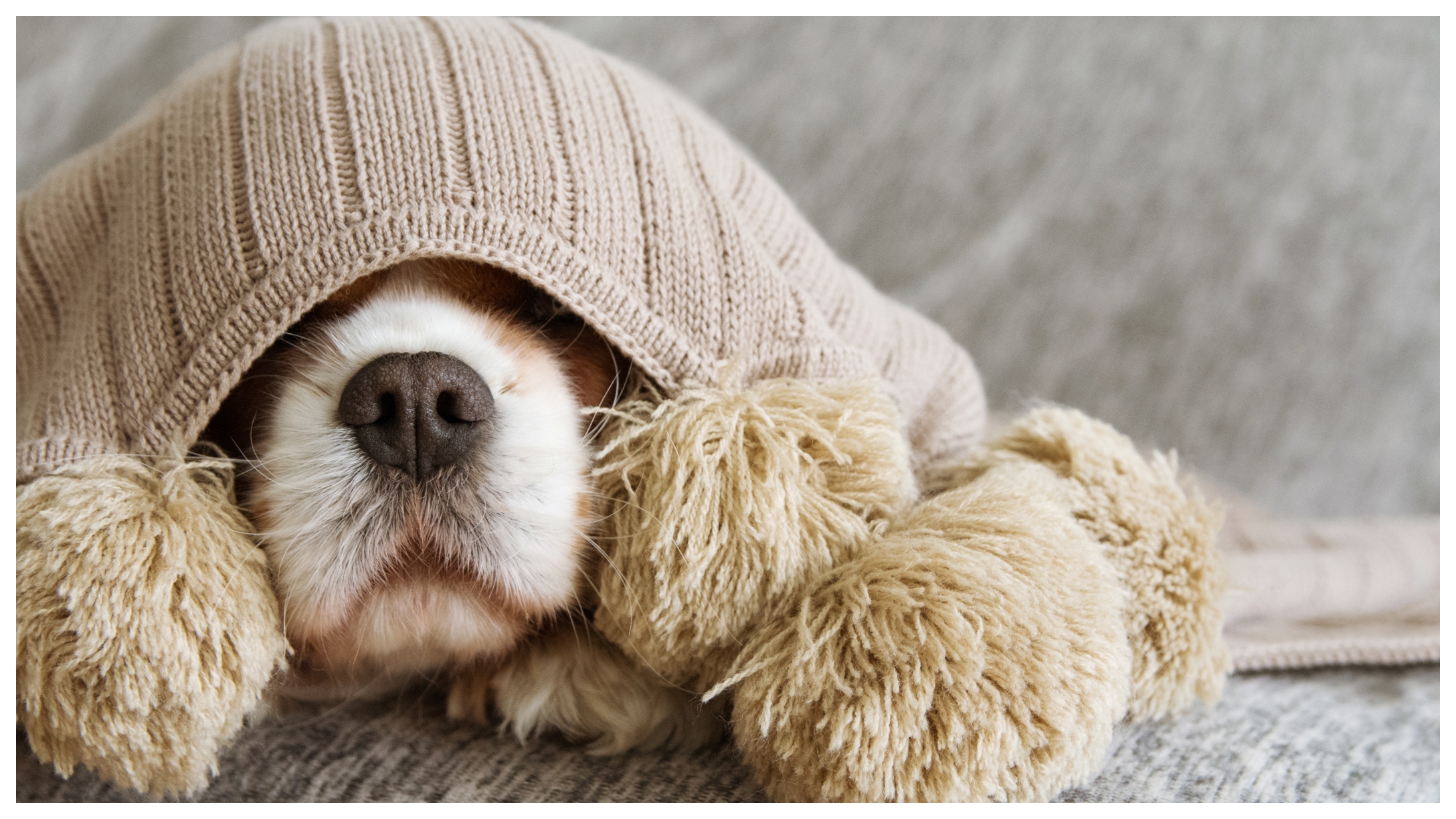 7 Reasons Why Your Dog Might Be Puking