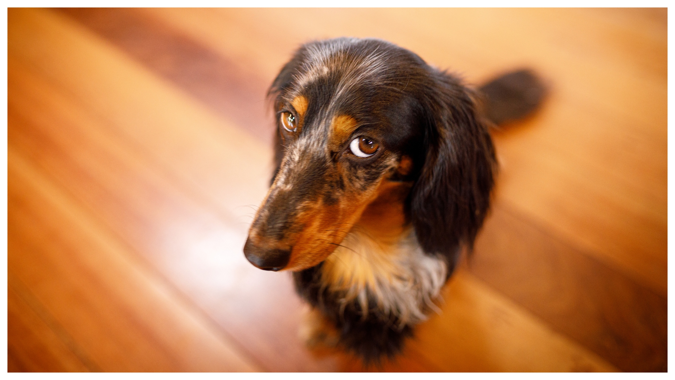 Dog breeds to avoid at sales all costs