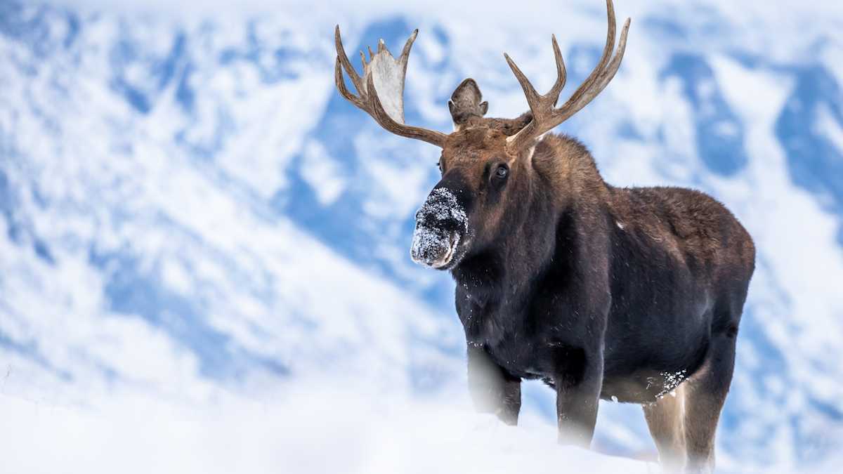 A Rare Moment Of A Moose Shedding Its Antlers Is Captured On Drone
