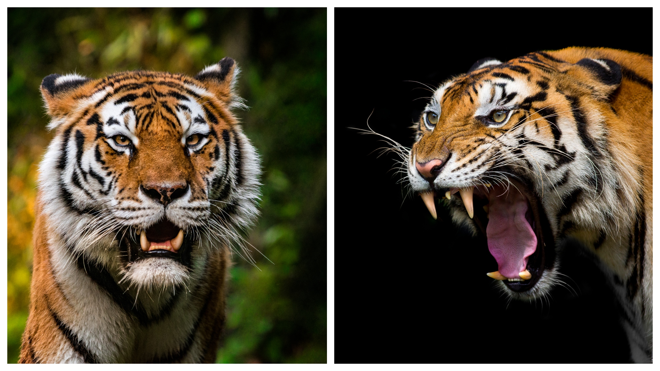 Police Searching For A Stolen Bengal Tiger In Mexico