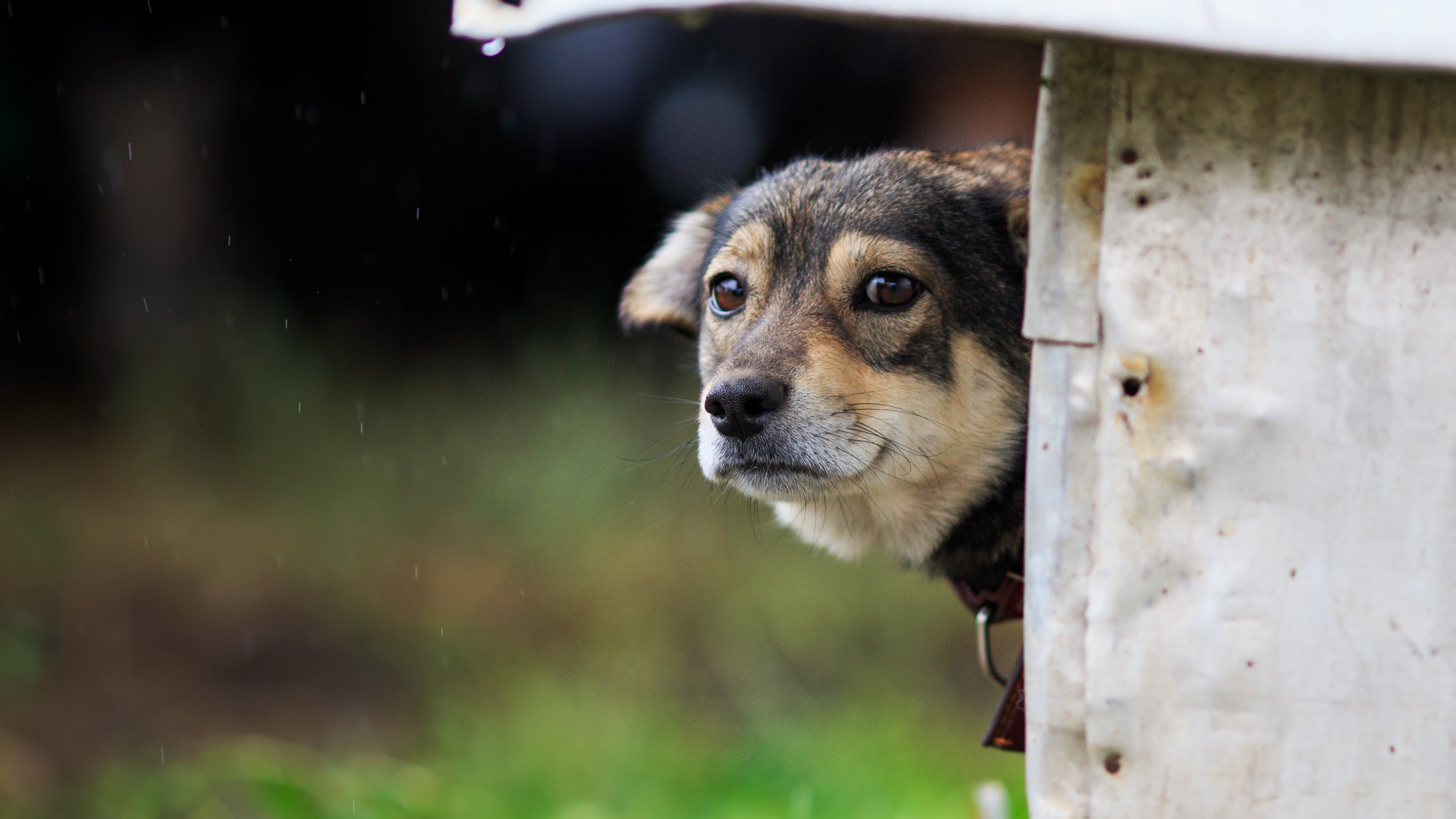 Keeping Pets Safe During Hurricanes & Natural Disasters