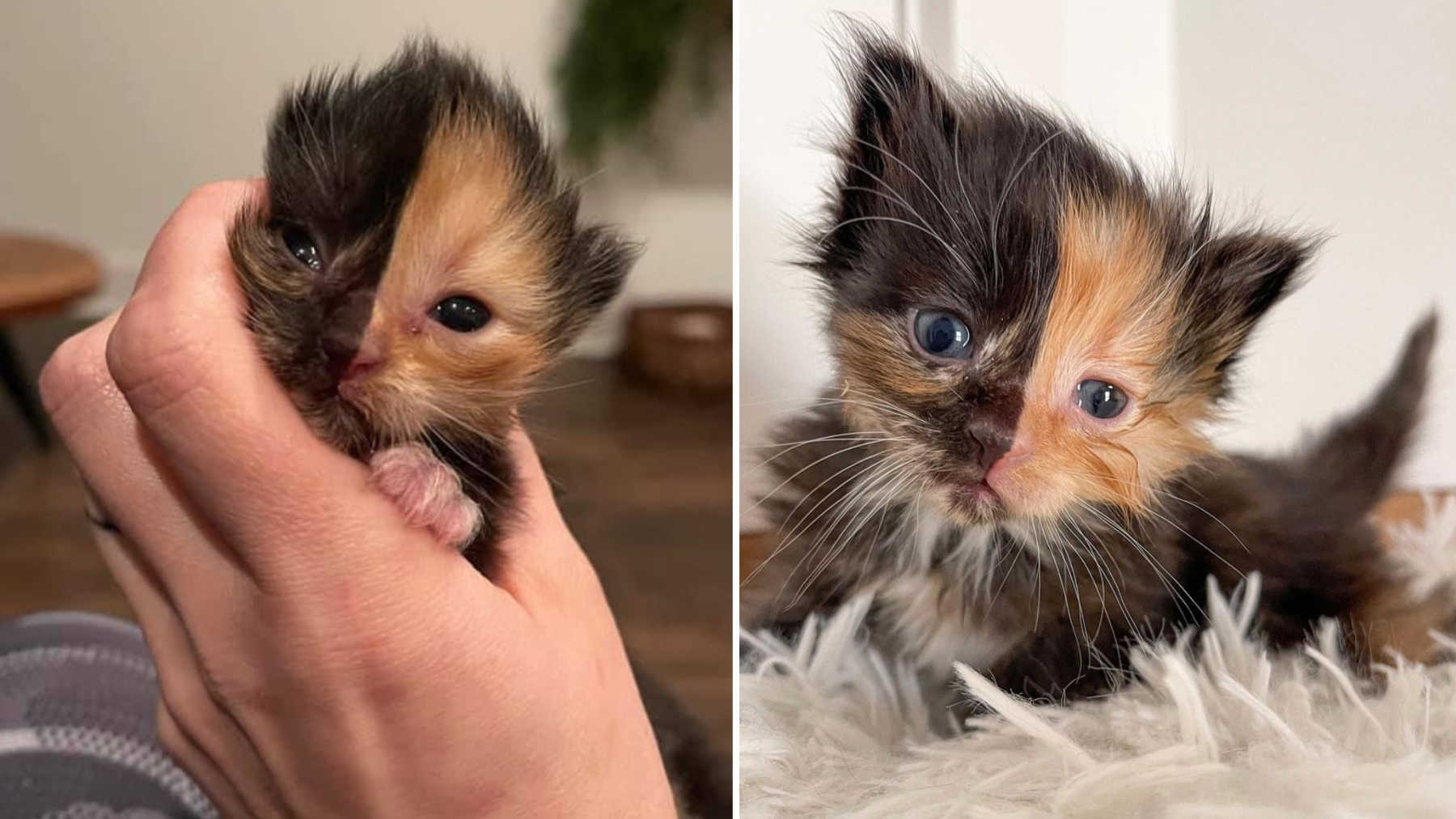 Rare Chimera Kitten Up For Adoption At Nashville Rescue Looks Like 2
