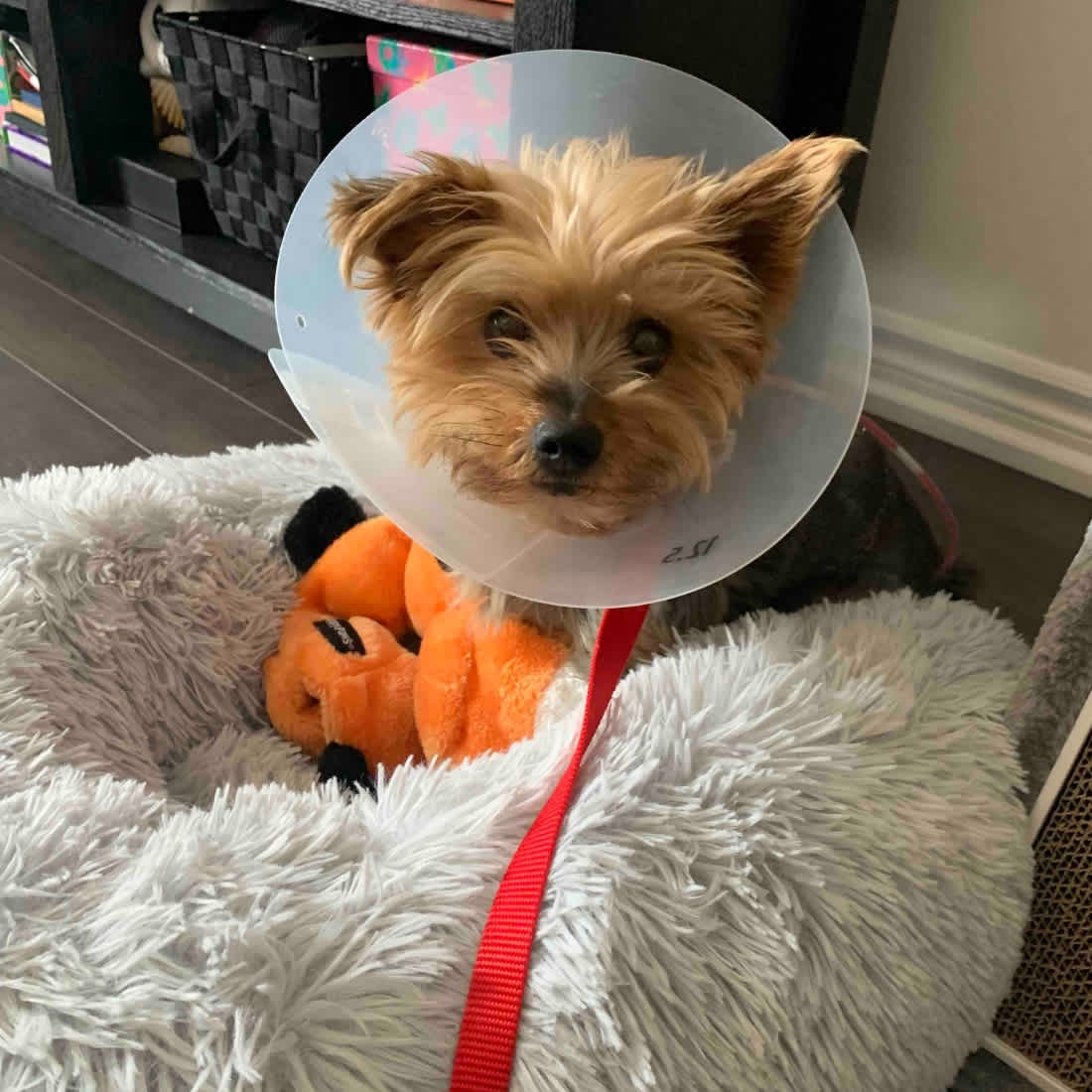 yorkie-defends-owner-coyote-6