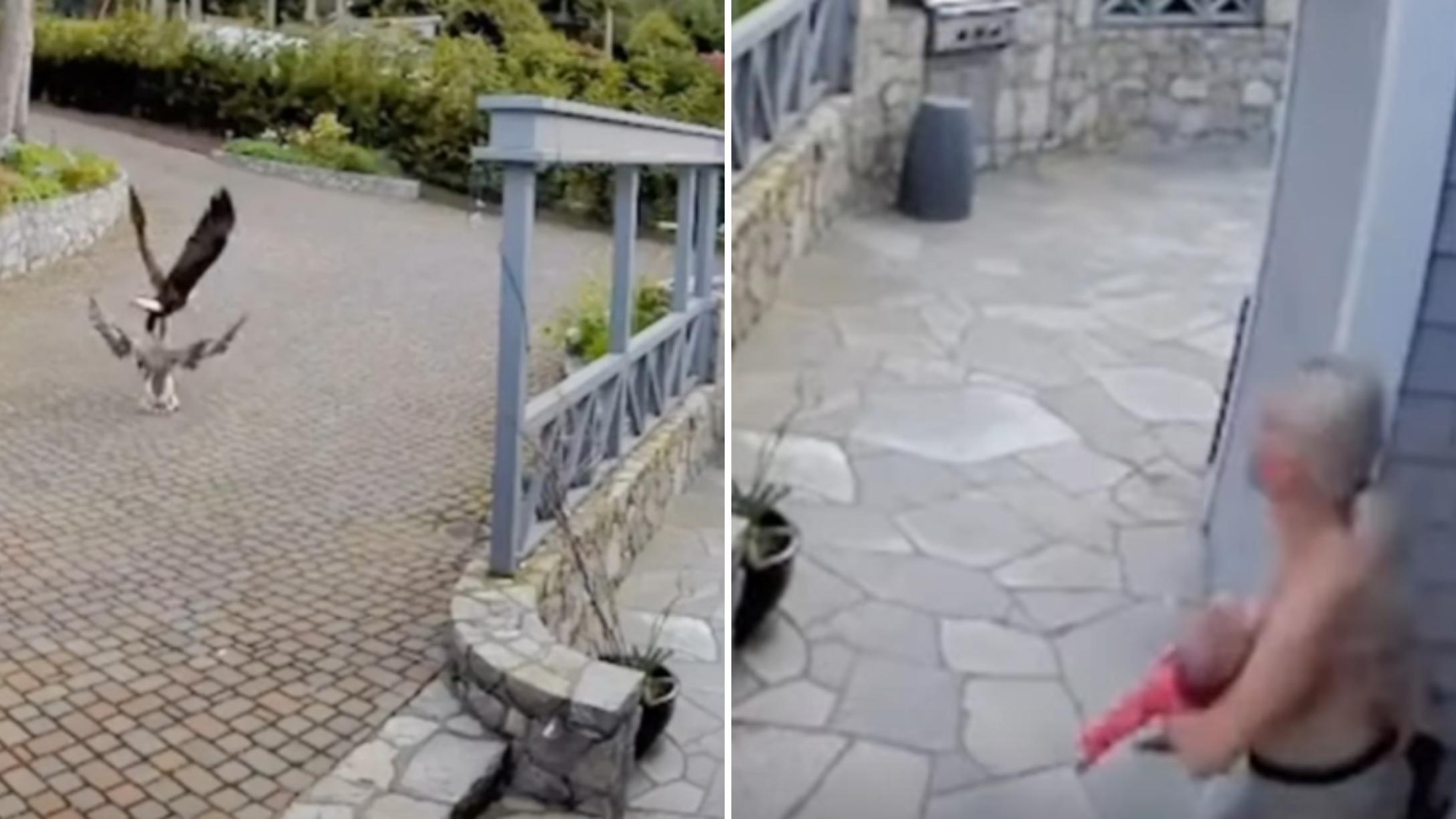 Mom Runs Out Of House While Breastfeeding To Chase Bald Eagle Attacking