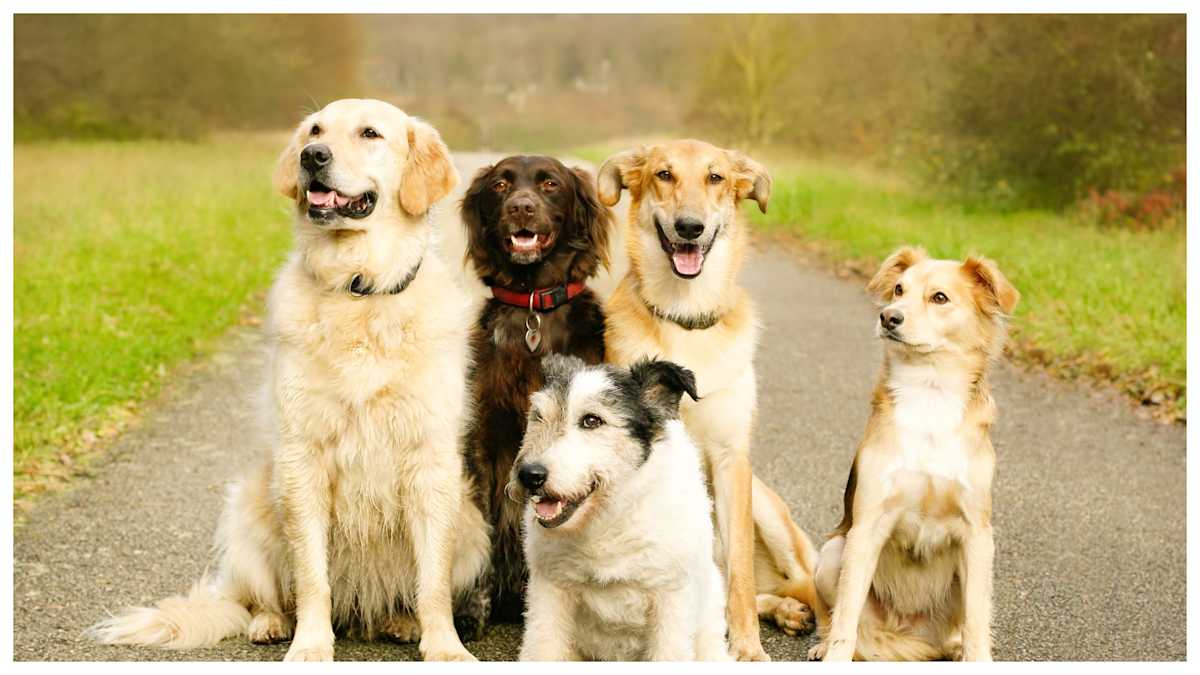 Science Shows Dogs Tear Up When Reuniting With Owners | LittleThings.com