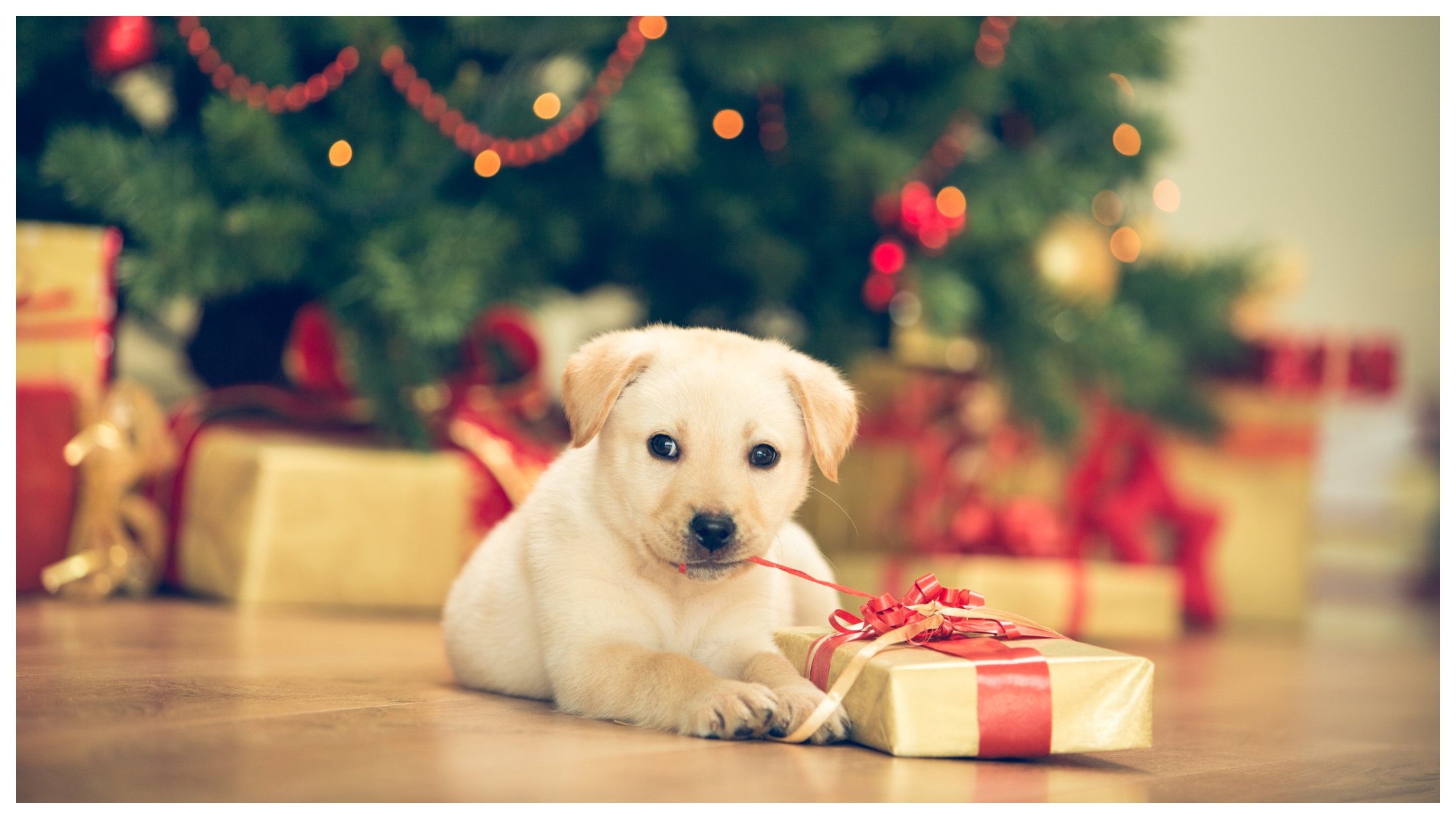 12 Of The Best Gifts For Spoiled Dogs