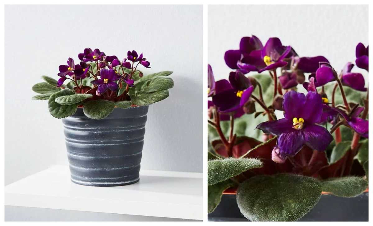 african-violets-product