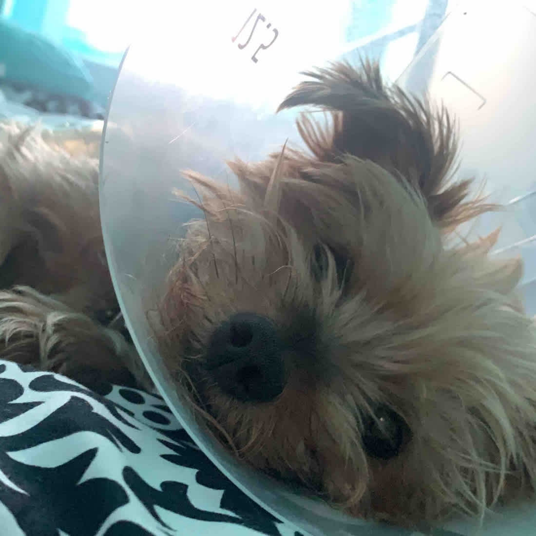 yorkie-defends-owner-coyote-7
