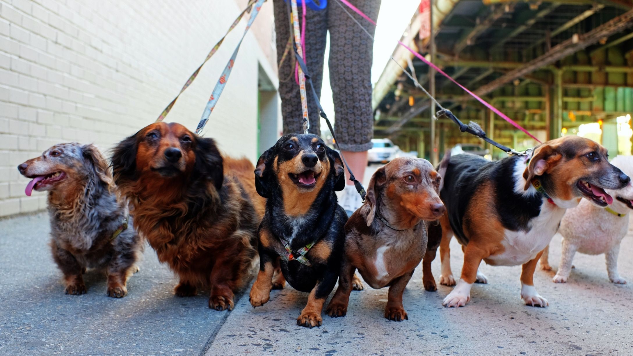 New Study Looks Into What Cities Are The Best For Pets To Live In For