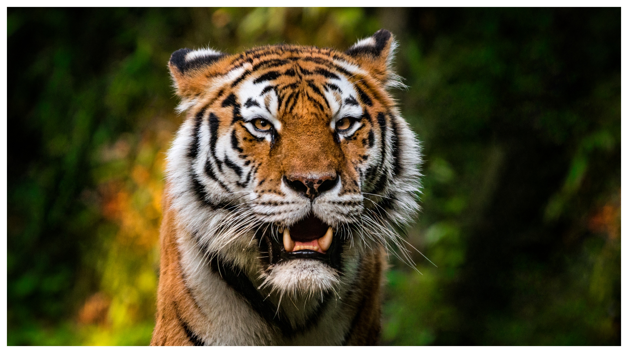 Police Searching For A Stolen Bengal Tiger In Mexico(01)