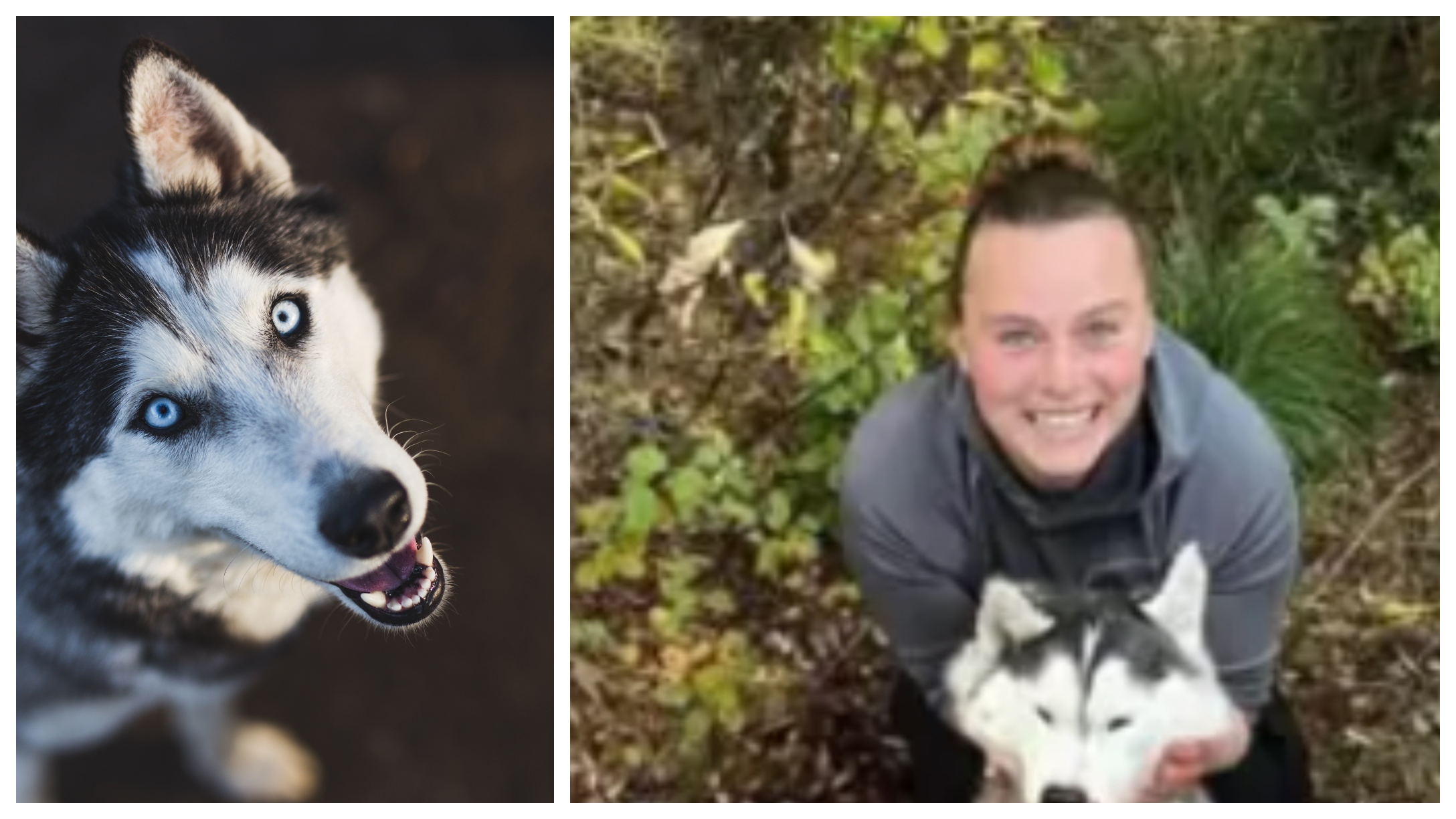 Montana Woman Who Shot And Killed Husky Pleads Not Guilty To Animal Cruelty Charge