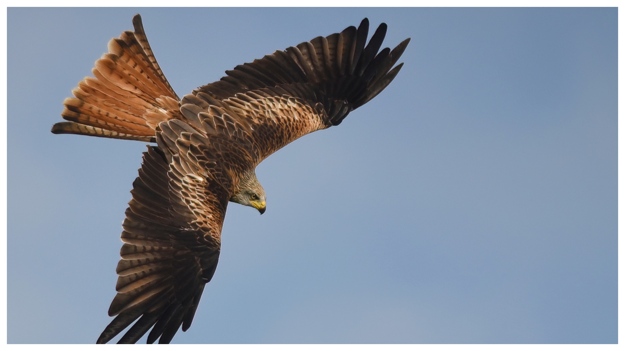 Hawk Attacks After Dropping A Snake On Woman In Texas
