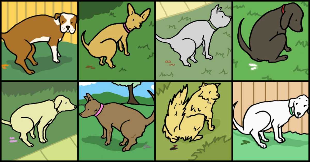 what does yellow dog poop mean