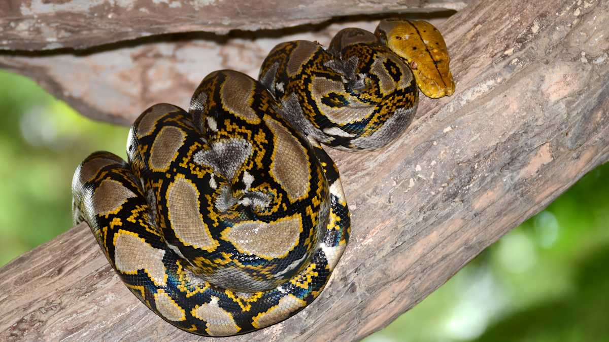 Take A Look At This Burmese Python That Swallowed A 5-Foot Alligator ...