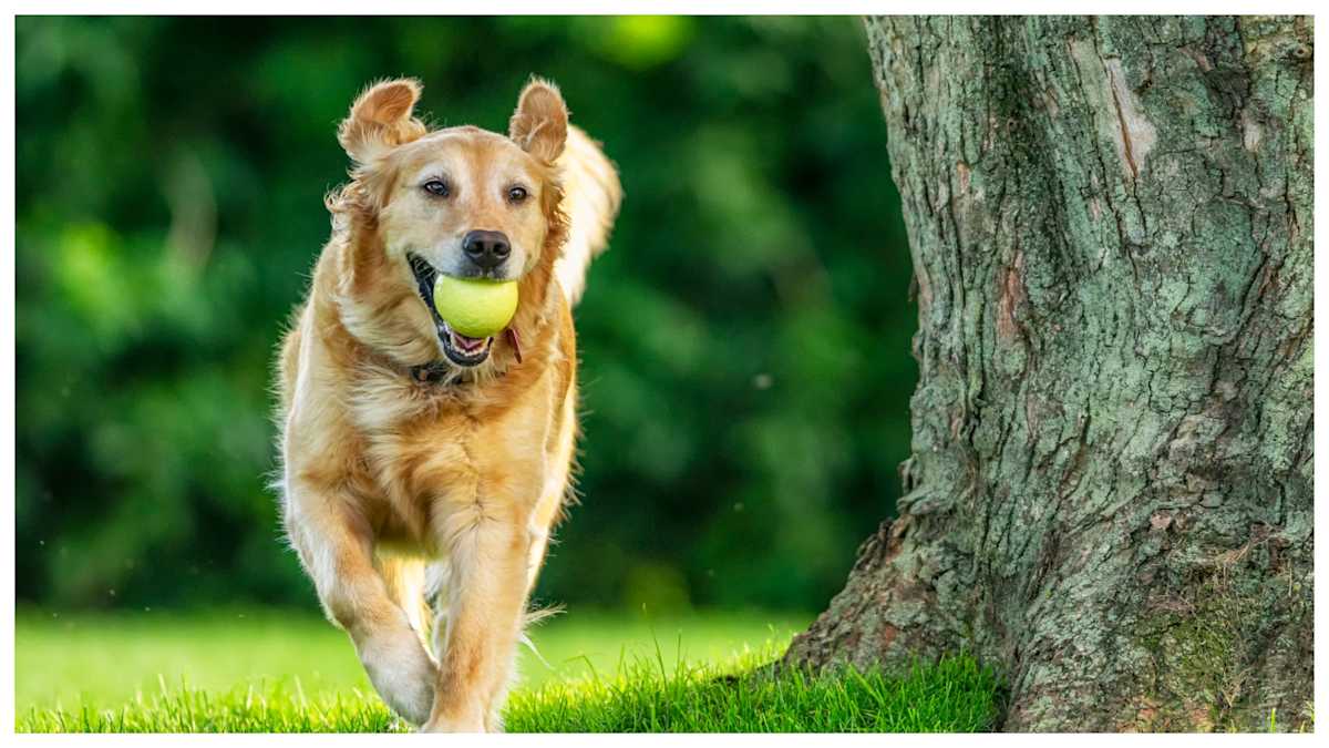 The Best Pop Culture Inspired Dog Names LittleThings com The Best Pop Culture Inspired Dog Names LittleThings com