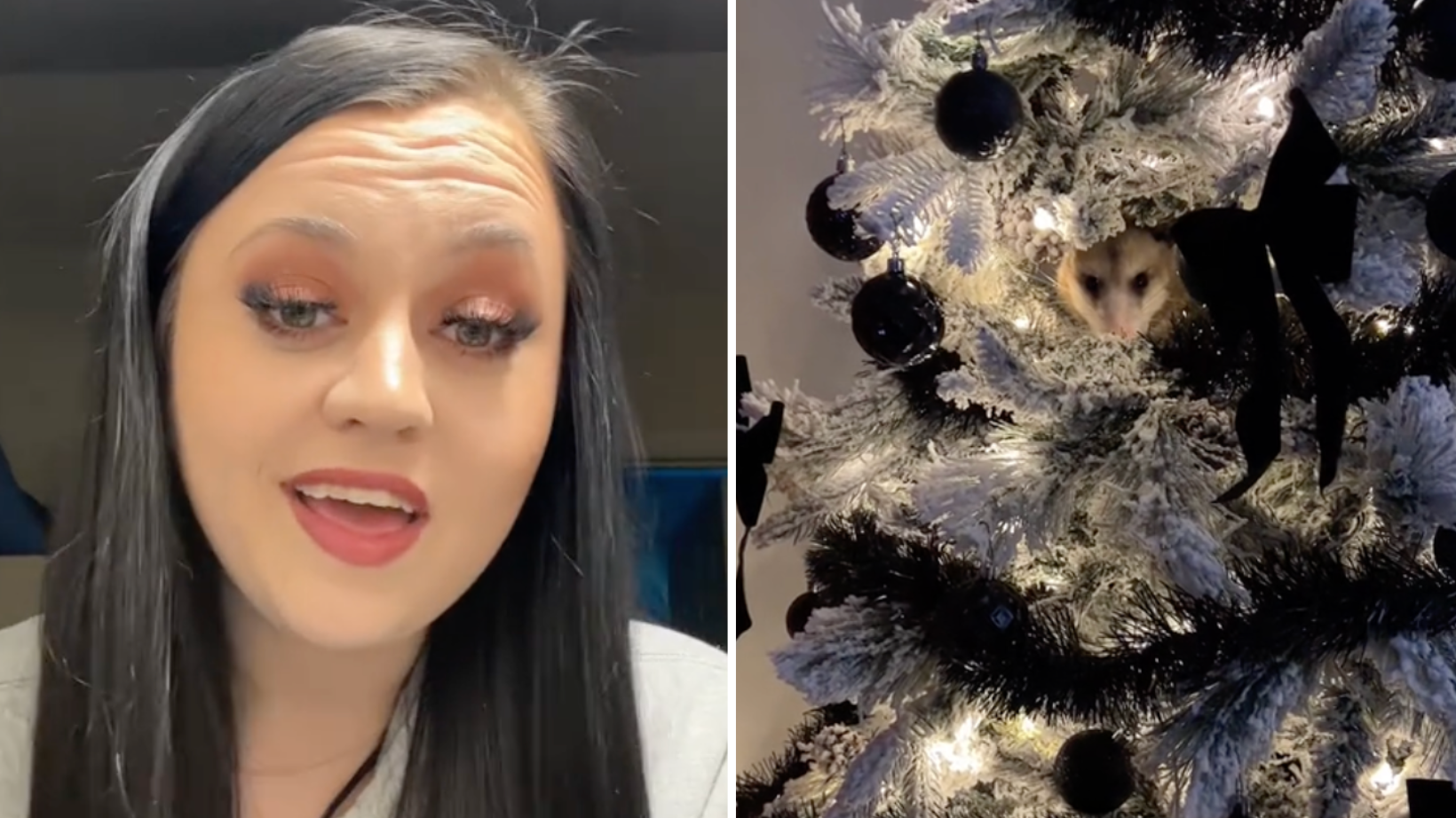 Woman Looks At Her Christmas Tree And Is Shocked To See Possum Hiding(00)