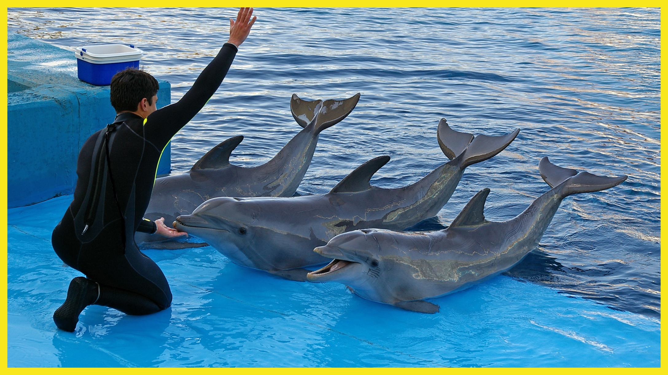 Dolphin Attacks Trainer During Seaquarium Performance