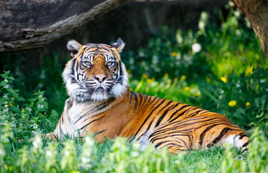 Tiger Snuggles Pregnant Woman Through Glass | LittleThings.com