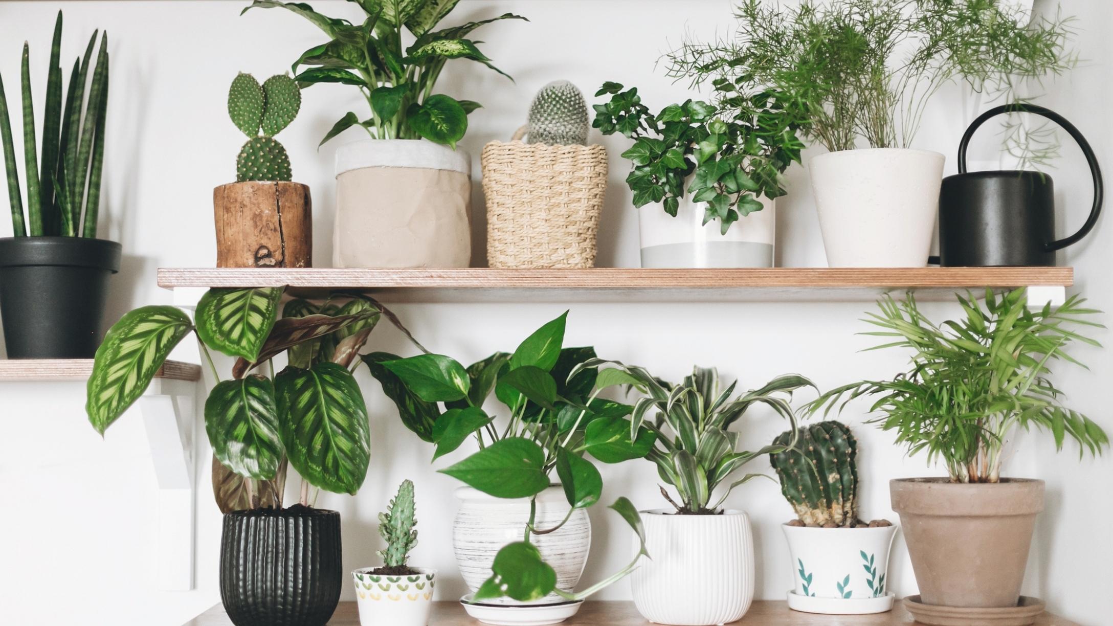 14 Plants You'll Want To Perk Up Your Home In 2022