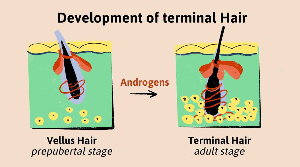LT ChinHair 05 LT ChinHair 05