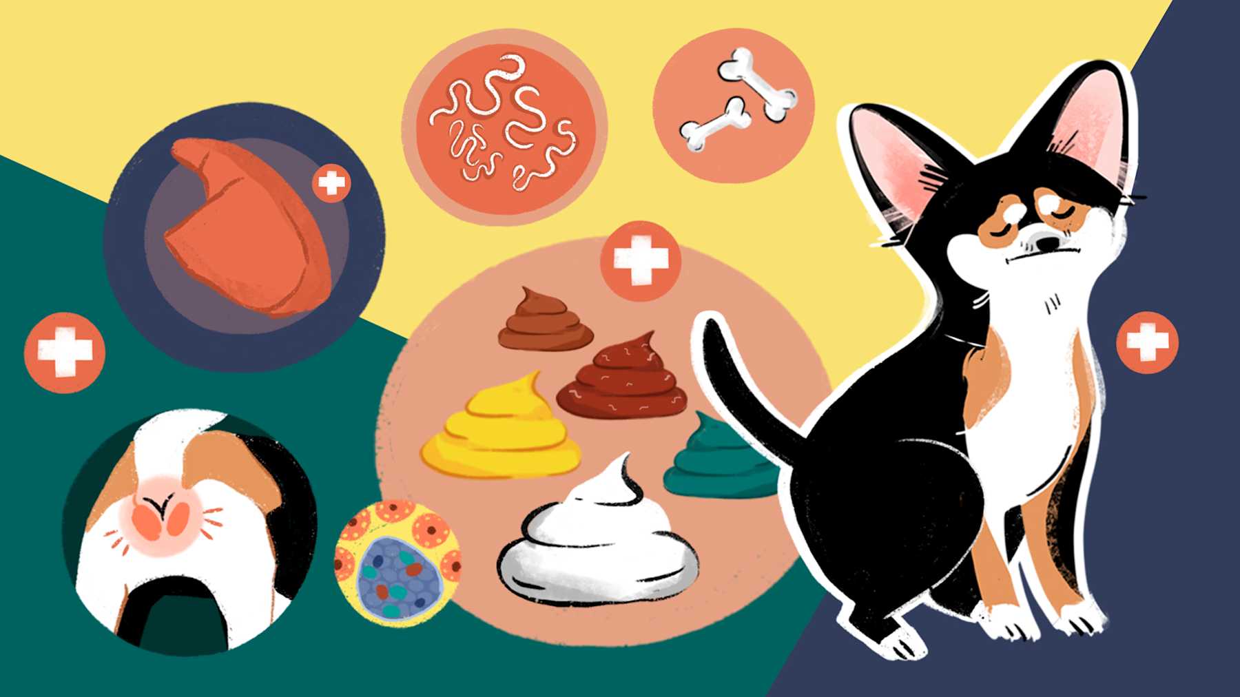 9 Colors Of Dog Poop You Should Never, Ever Ignore | LittleThings.com