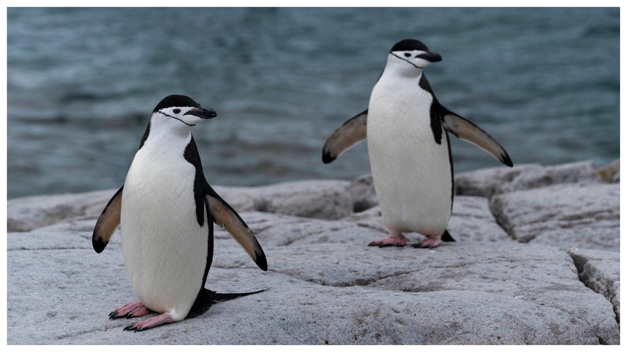 Chinstrap Penguins Crowned Sleep Champions With 10,000 Daily MiniNaps