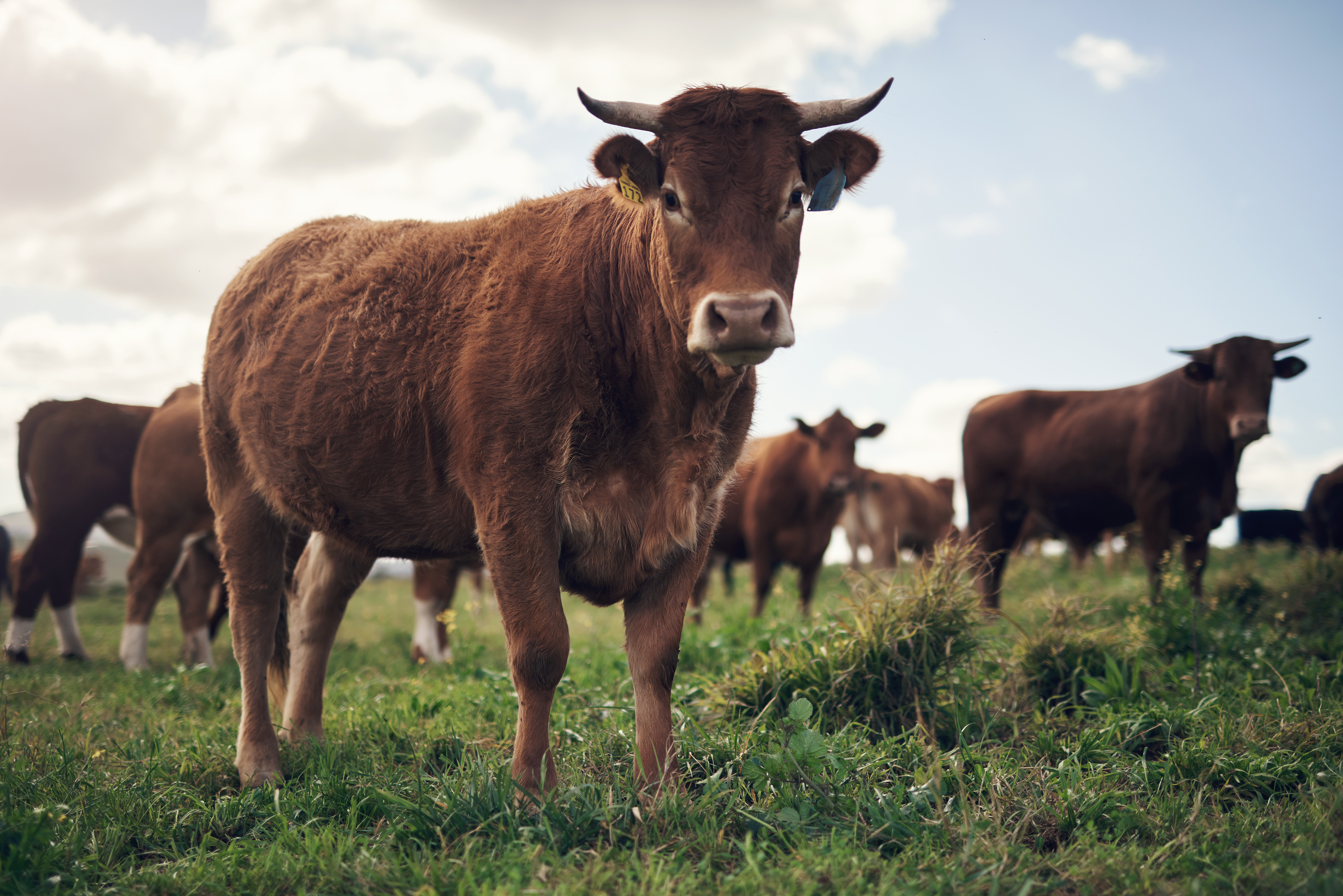 It s A Miracle When A Cow Gives Birth To Four Calves LittleThings