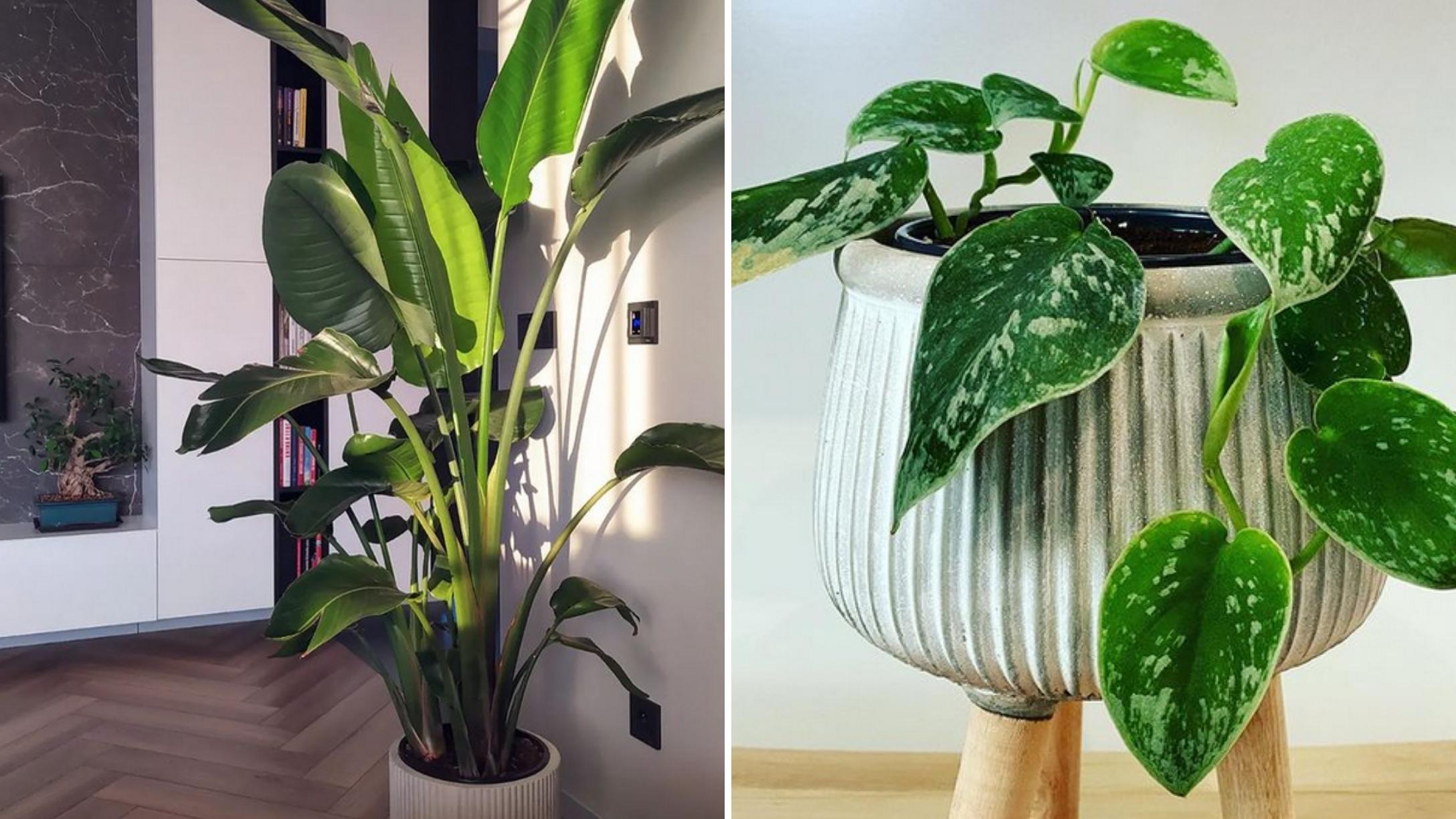 14 Plants You'll Want To Perk Up Your Home In 2022