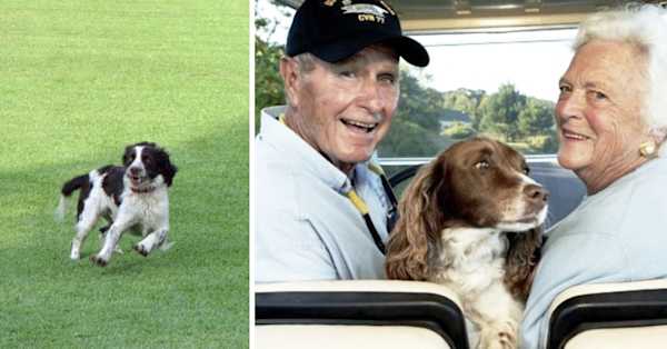 A Funny Memo About George Bush Sr.'s Dog Ranger Is Going Viral ...