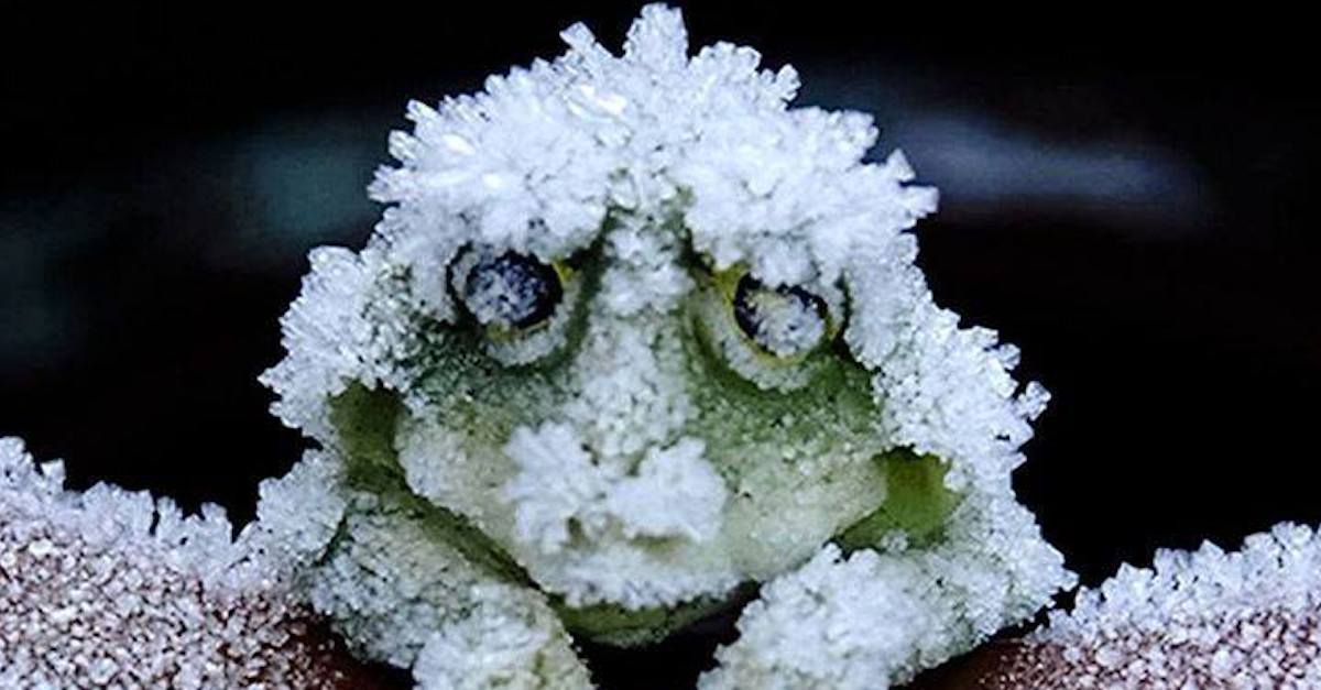 Can A Frog Really Freeze Solid, Thaw Out, And Survive? Truth Is
