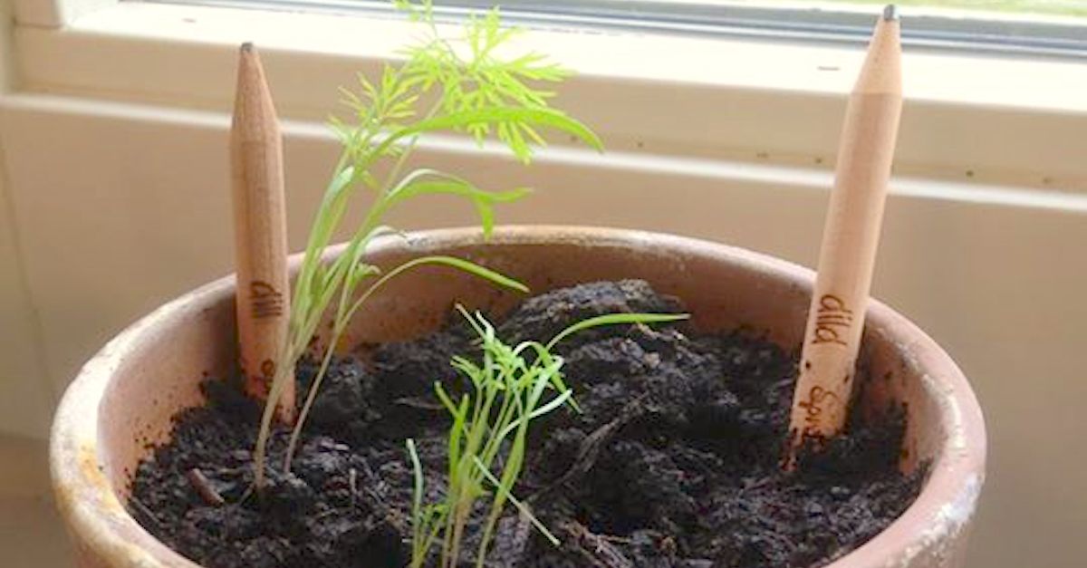 She Sticks Two Pencils In Her Potted Plant. The Reason? This Is SO Cool