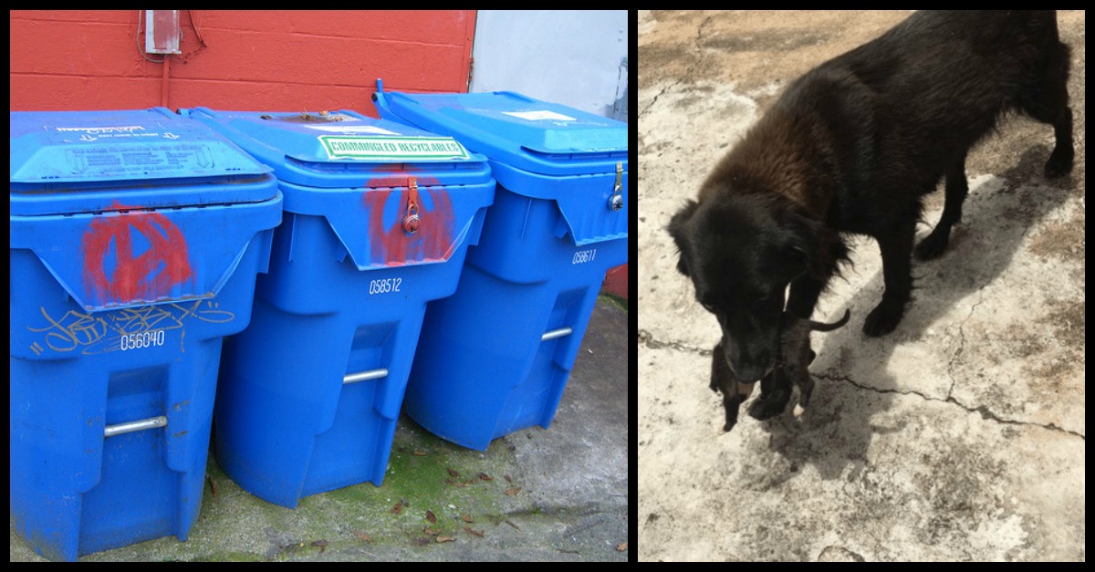 Dog Finds Puppy While Digging Through Garbage