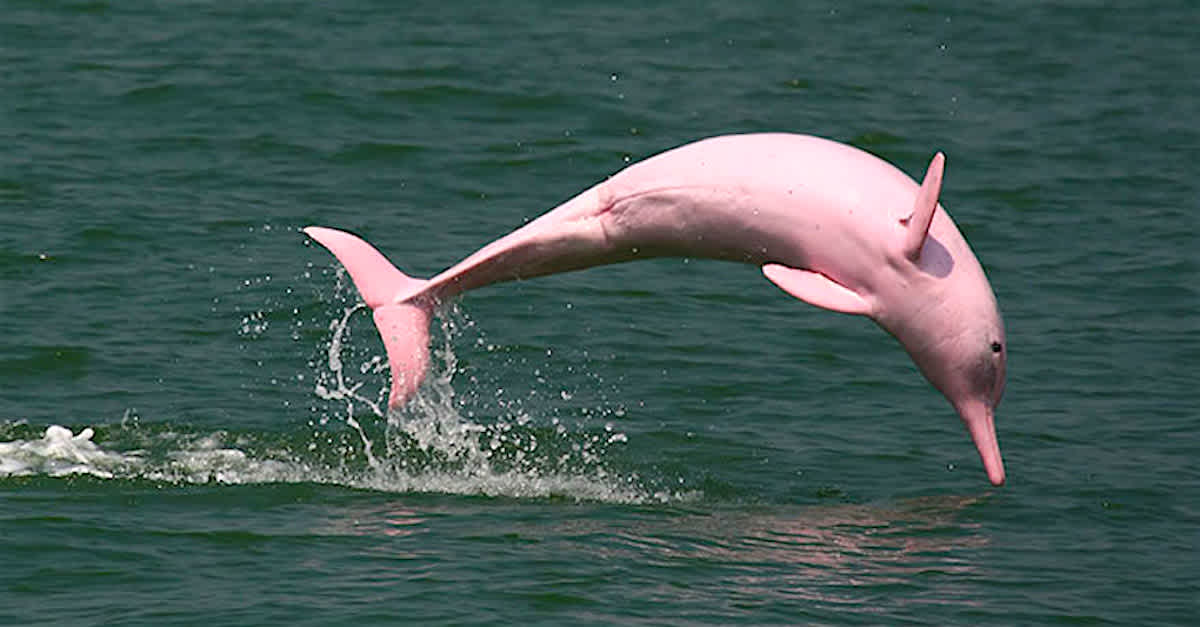 Check Out The Unexpected Animals Who Are Pretty And Precious In Pink |  