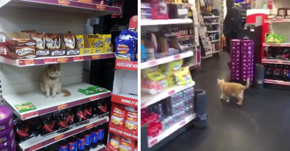 Cat Refuses To Leave Favorite Grocery Store LittleThings