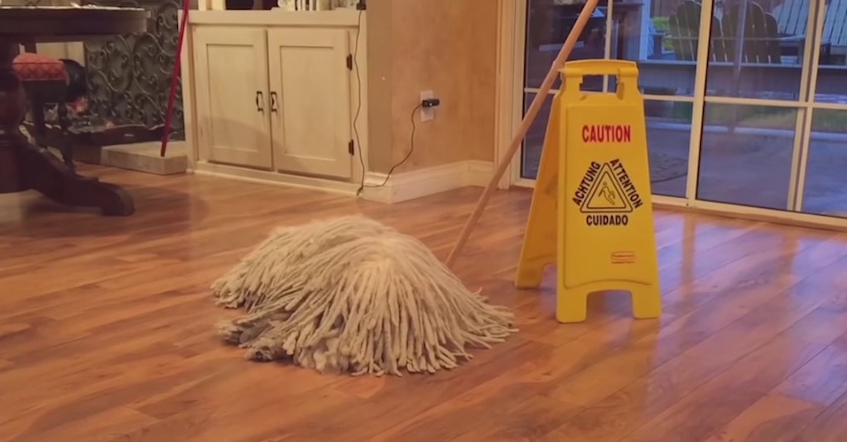Looks Like Someone Left Their Mop Out, But Watch Happens When There’s A