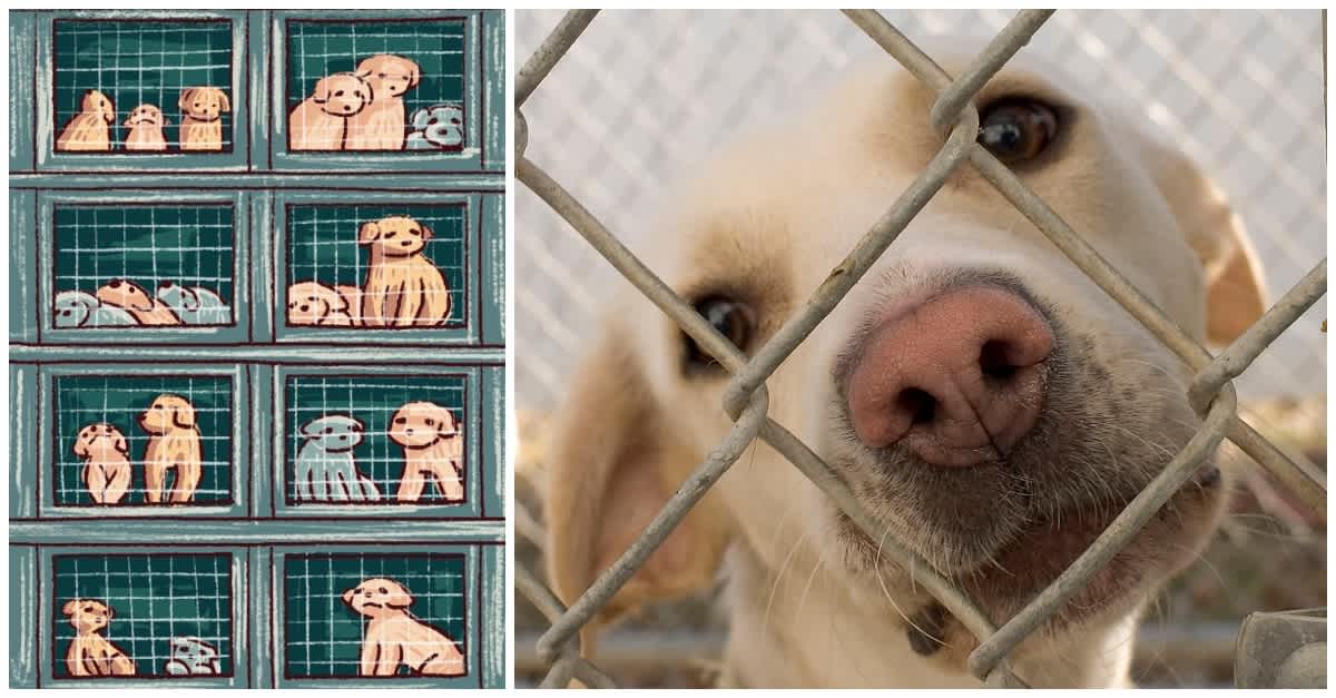 14 Great Reasons To Adopt A Rescue Animal From A Shelter | LittleThings.com