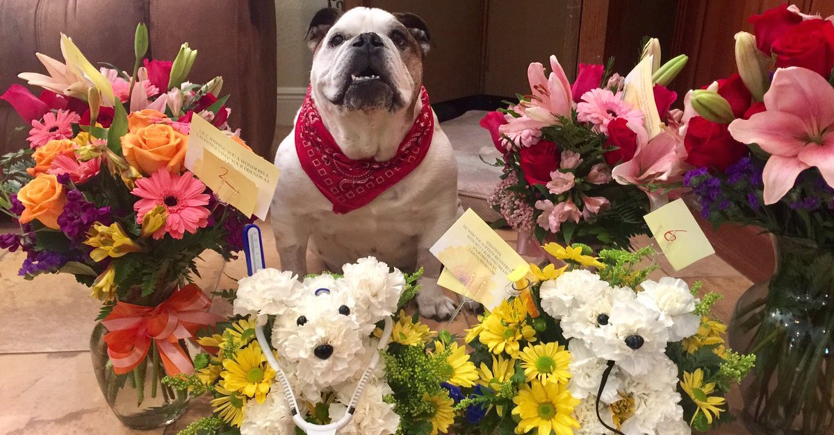 Dog Gets Special Flower Arrangement From Dad