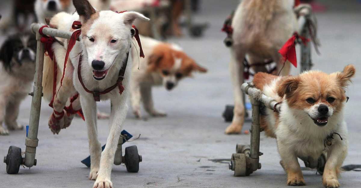 The 10 Most Powerful Animal Rescues Of All Time…This Is Love ...