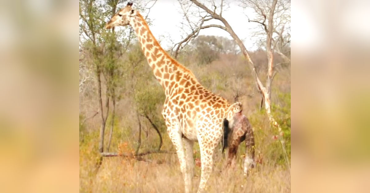 Giraffe Gives Birth To Calf On Camera