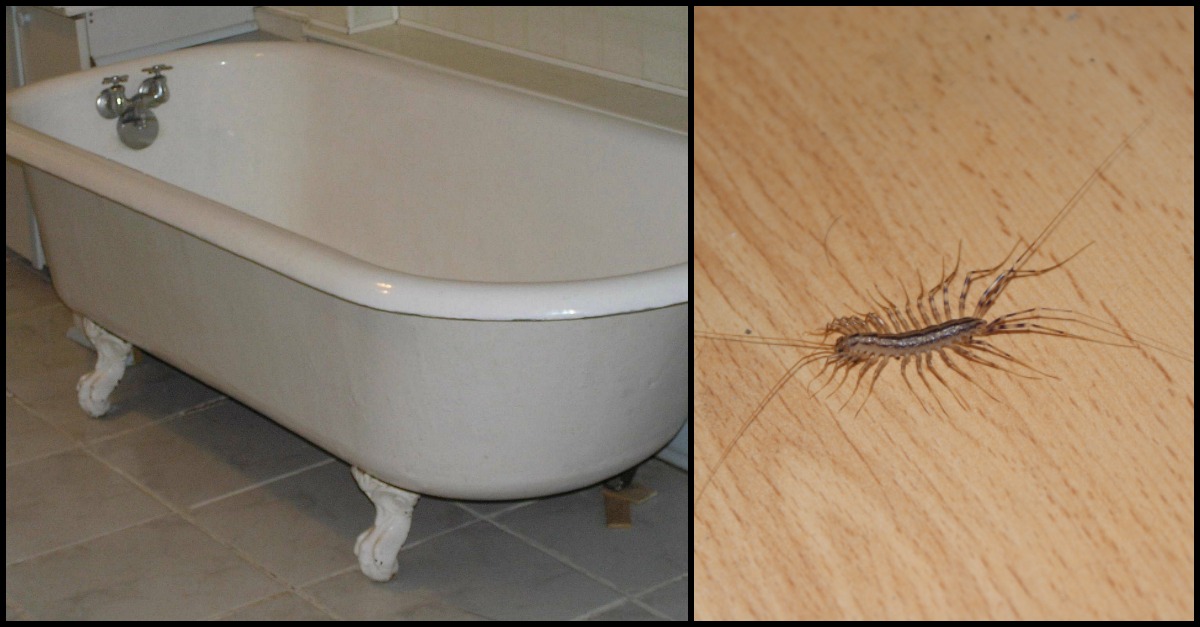 Basement Centipede - Centipede Stings : Centipedes can hunt anything that is at most 15 times their size.