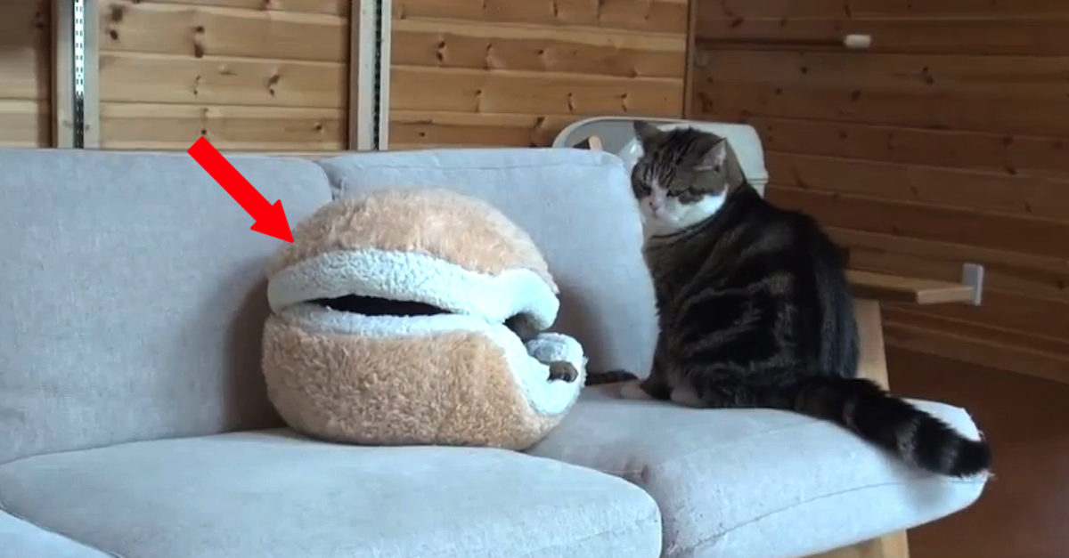 Two Cats Play A Hilarious Game Of Hide And Seek. In 8 Seconds, I Lost