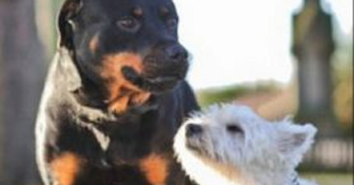 How To Tell If Rottweiler Is Pregnant