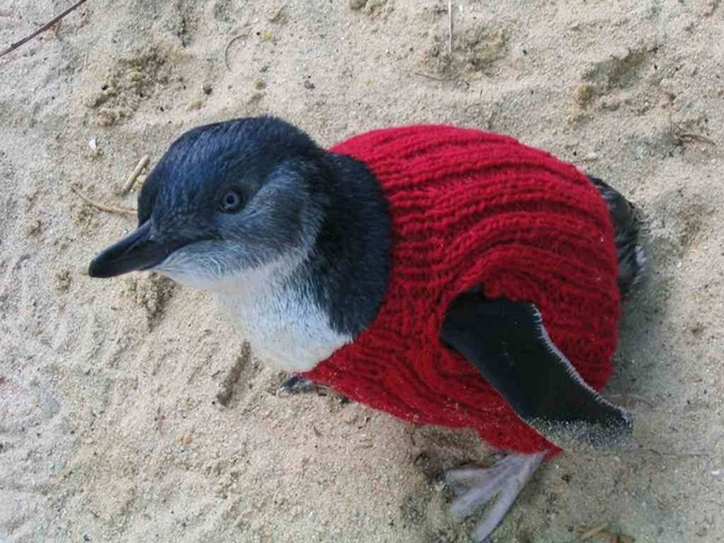 pinguin1