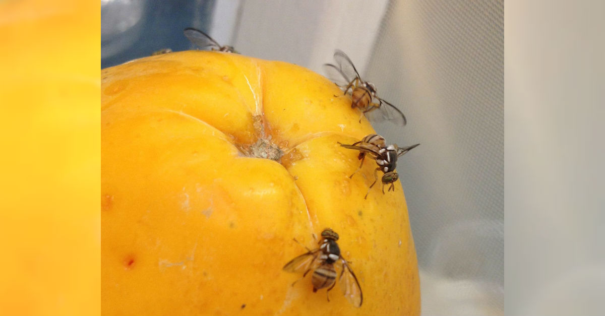 Flies Spread Disease, So Don't Eat Food They Land On
